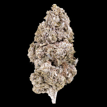 Royal Gorilla 24% THCA