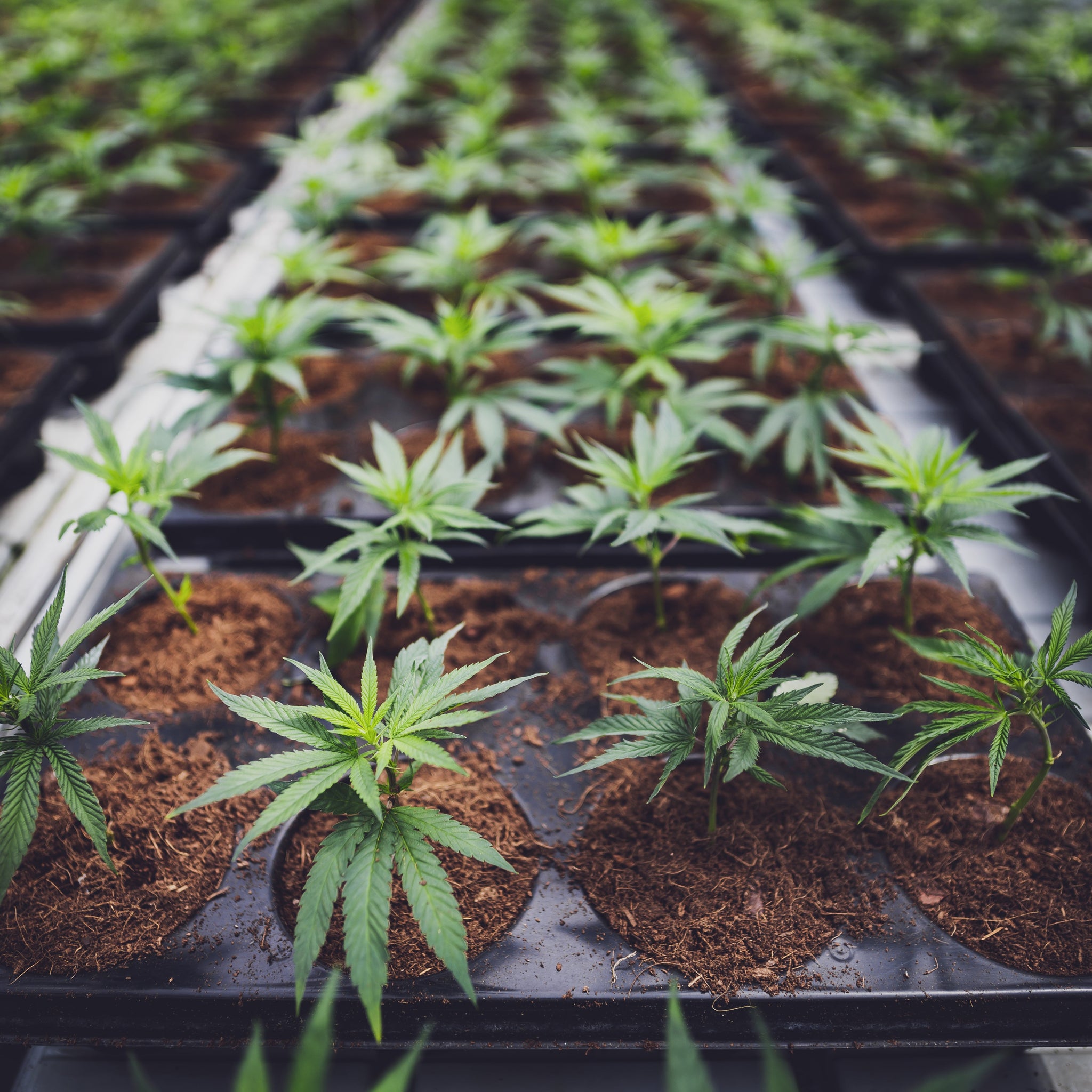 Teknikker og anvendelser inden for cannabisprodukter