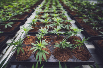 Teknikker og anvendelser inden for cannabisprodukter