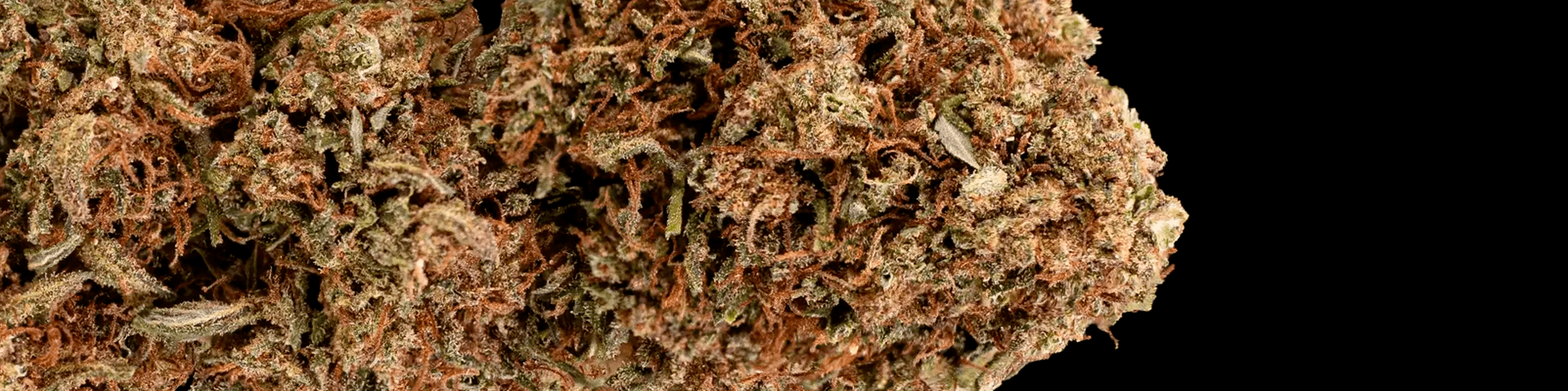 High-quality cannabis flower with orange pistils and green buds, tightly packed and detailed.