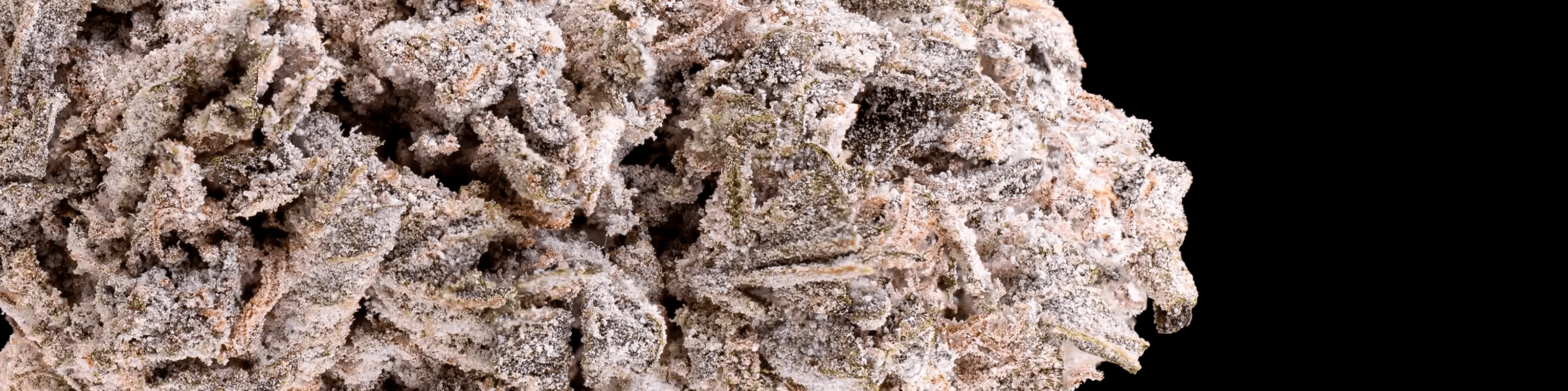 Highly frosted THCA-rich cannabis buds with heavy white trichome coverage.