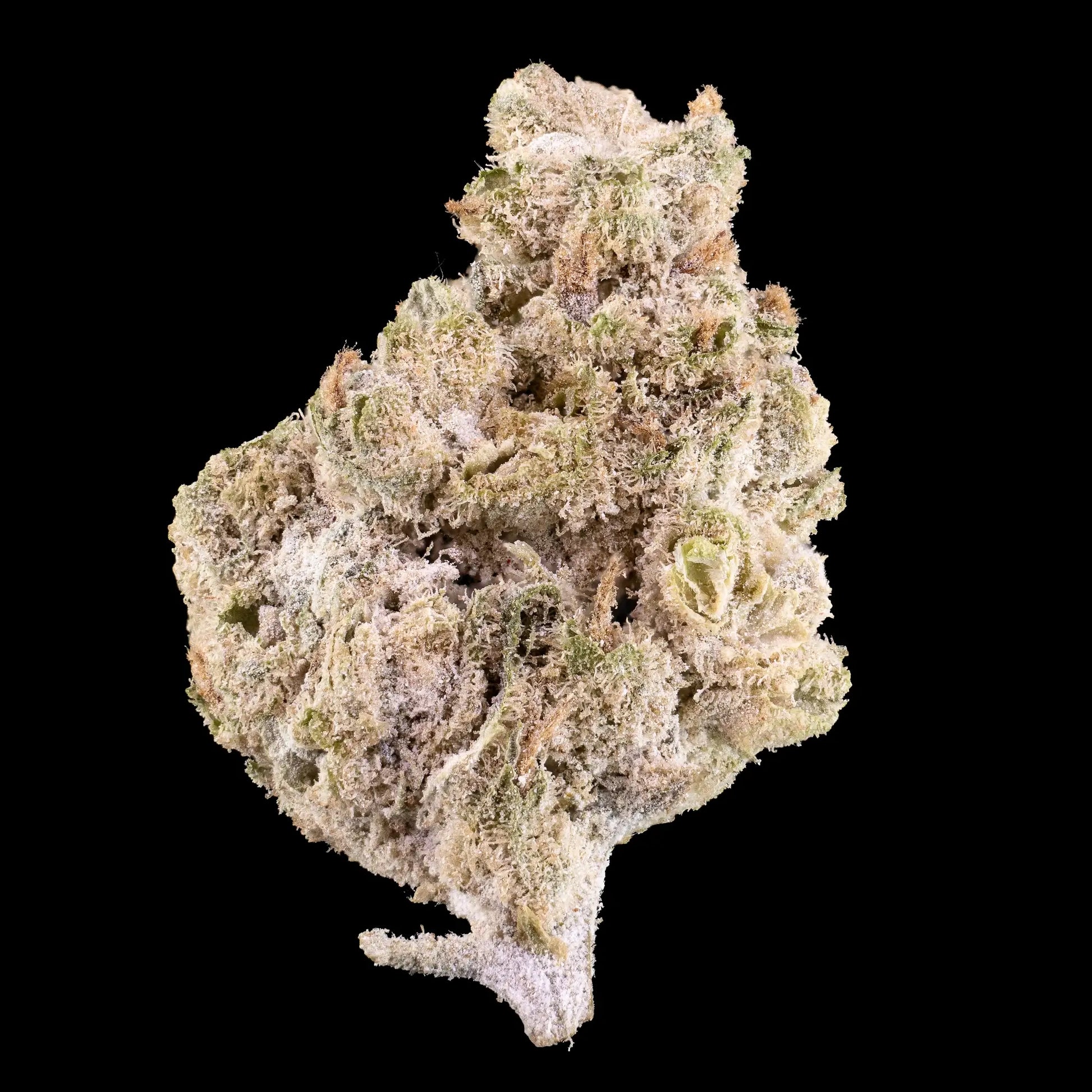 Amnesia Indoor 23% THCA flower grown hydroponically with dense trichome coverage