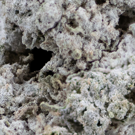 GG4 - 23% THCA