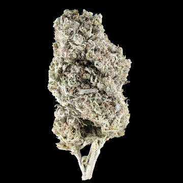 weedshop n1 sativa thca bud