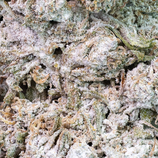 Purple Haze - 24% THCA