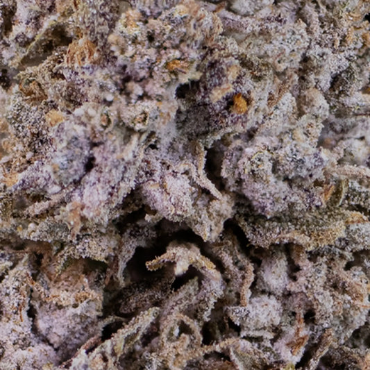 Macro close-up of Purple Haze cannabis flower showing frosty purple trichomes