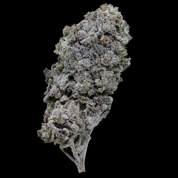 Snow Kush GH - 23% THCA