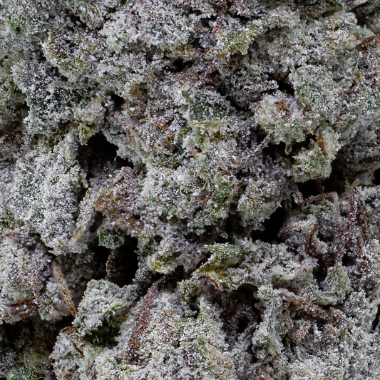 Snow Kush Glasshouse - 23% THCA