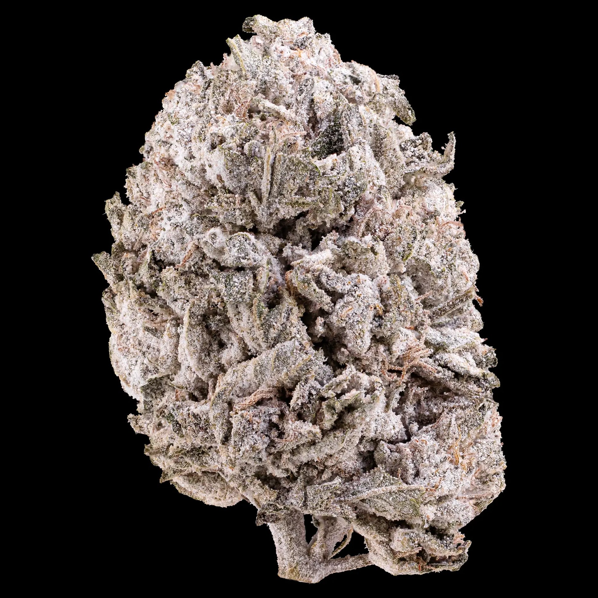 Apple Fritter 24% THCA indoor hydroponic cannabis flower with heavy trichome coverage