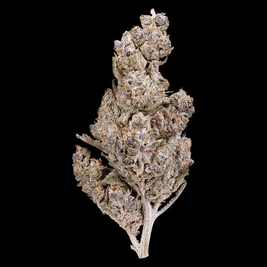 Blue Dream 24% THCA hydroponic indoor flower from France with frosty trichomes