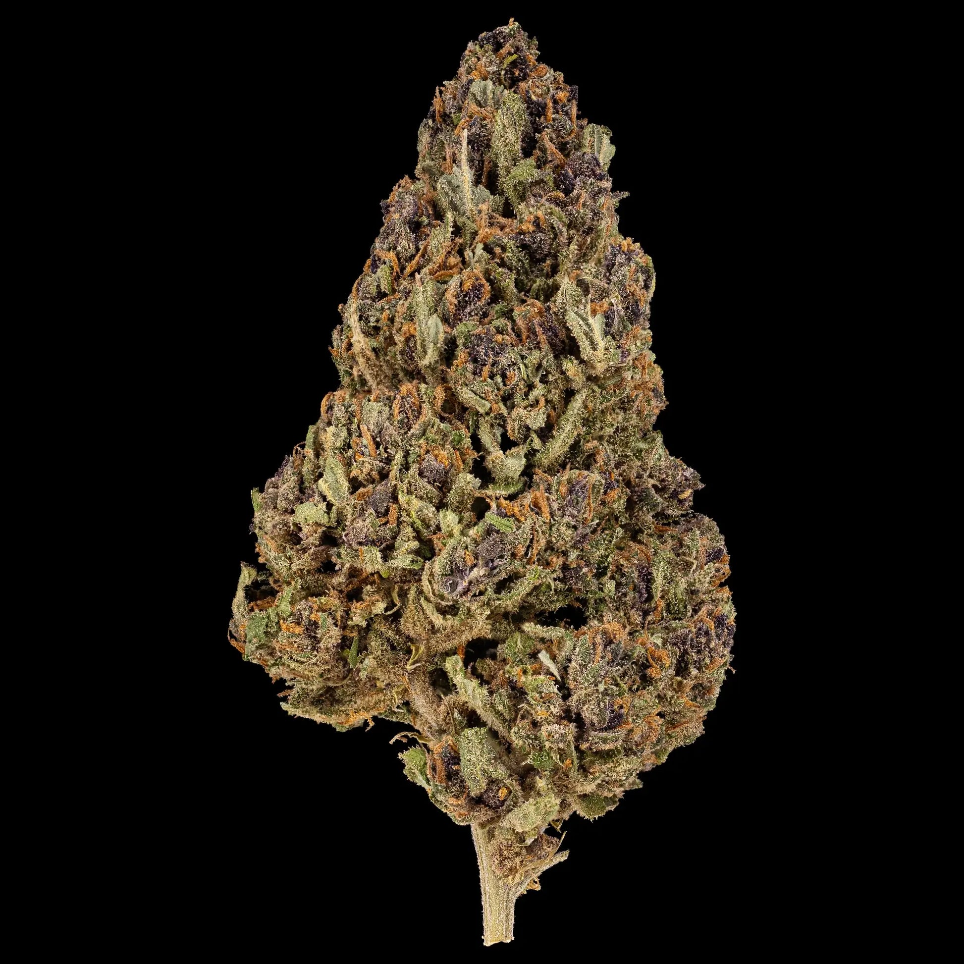 Cherry Poppers 14% CBD flower with purple hues and orange pistils grown in Spanish glasshouse