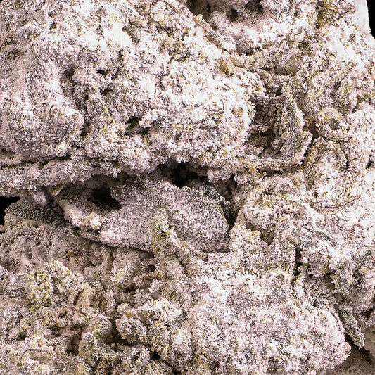 Close-up of Dank Sinatra THCA bud showing heavy resin structure and crystalline surface