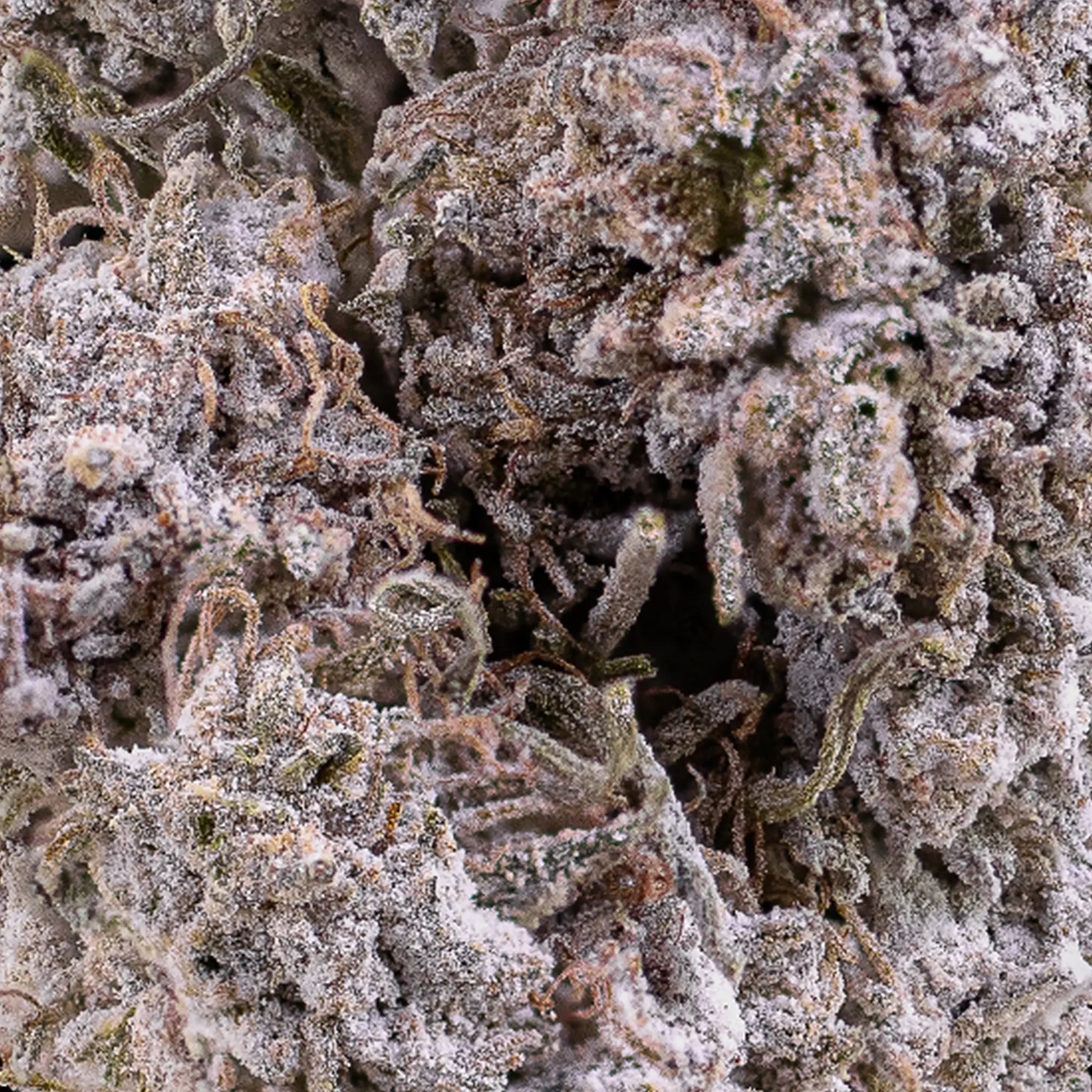 Close-up of Diesel Punch THCA bud showing compact structure and diesel terpene profile