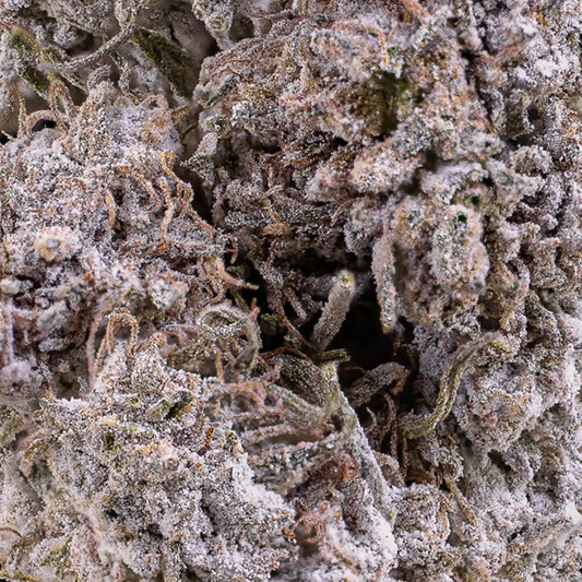 Close-up of Diesel Punch THCA bud showing compact structure and diesel terpene profile