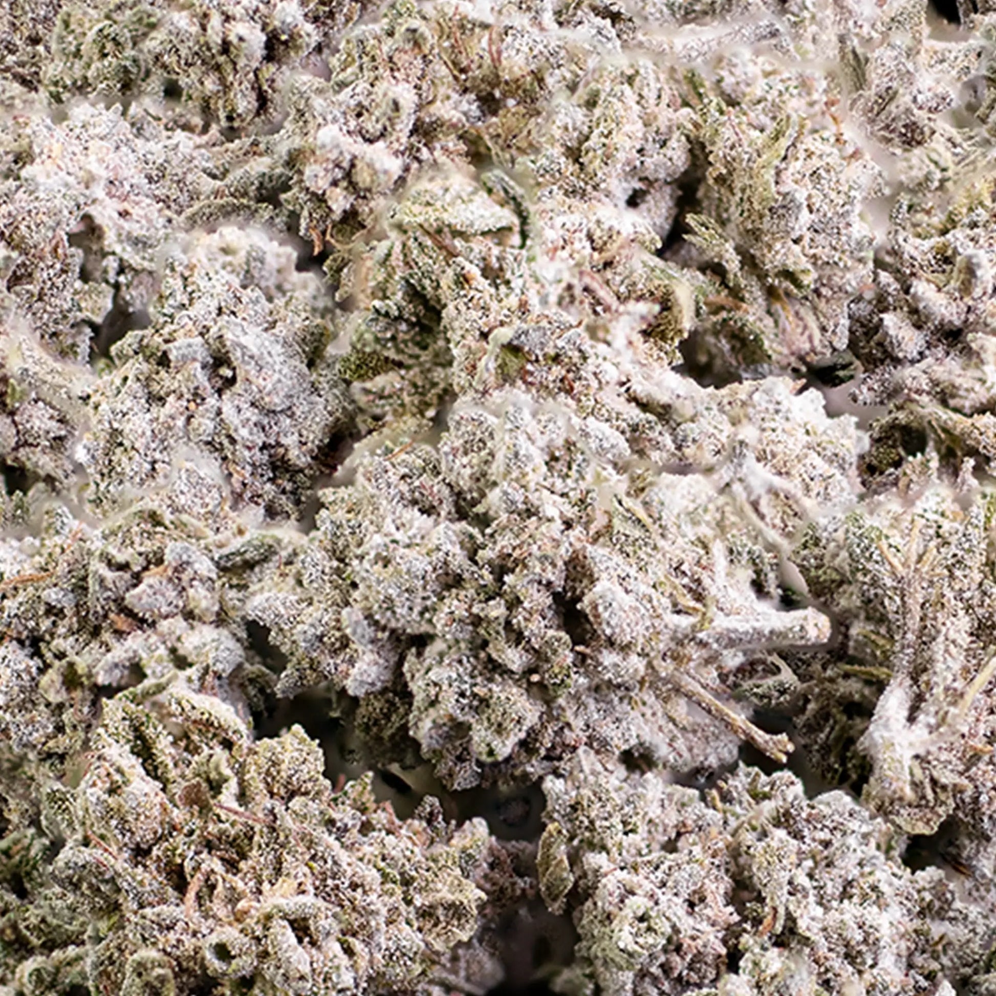 Close-up of GMO THCA popcorn flower showing frosty resin-rich texture