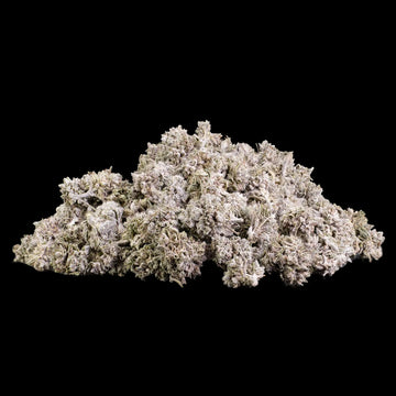 GMO 22% THCA popcorn buds grown in Spanish glasshouse with dense trichome coverage