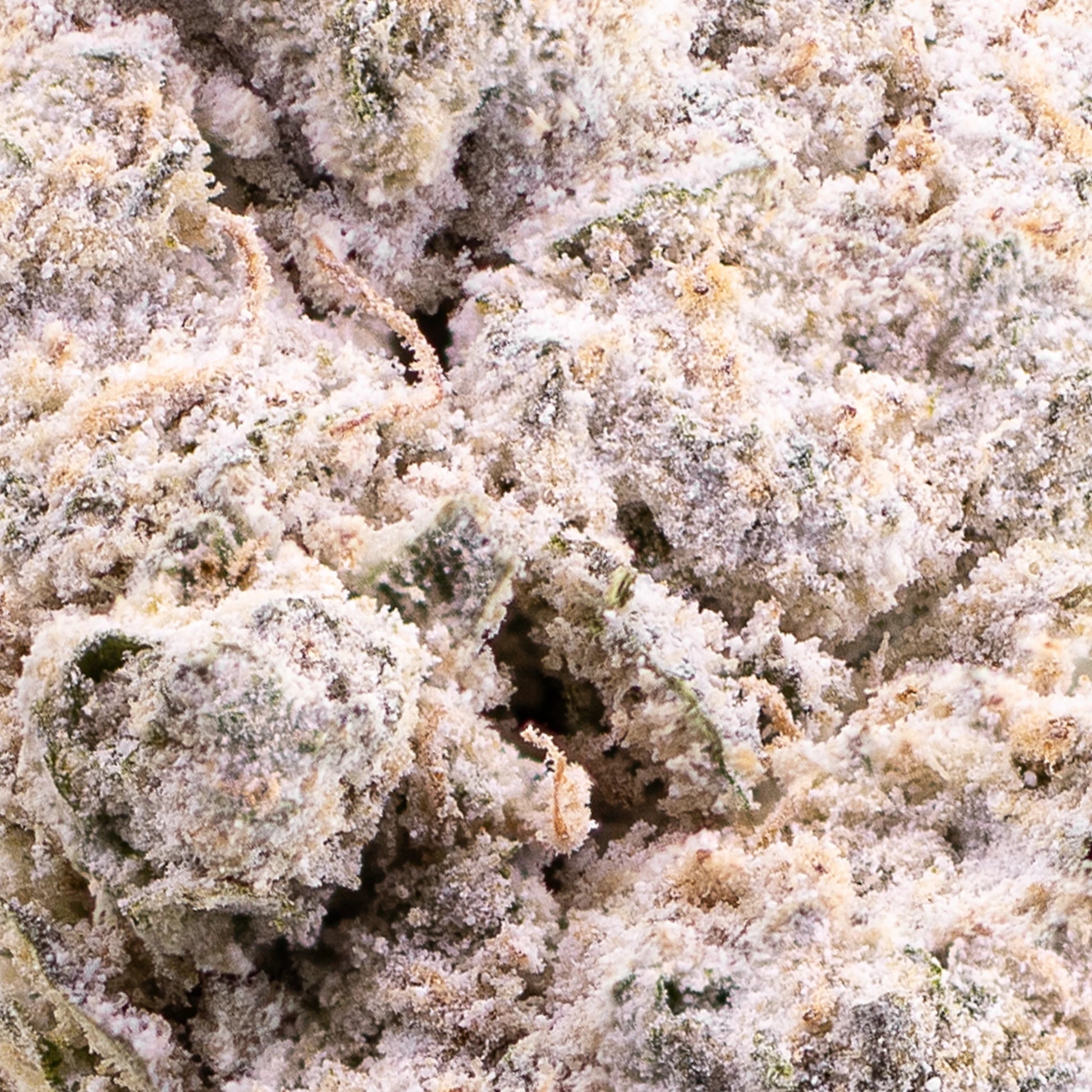 Close-up of Magic Blaze Indoor bud showing crystal-coated surface and orange pistils