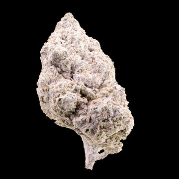 Magic Blaze Indoor THCA flower with frosty trichomes and purple green tones