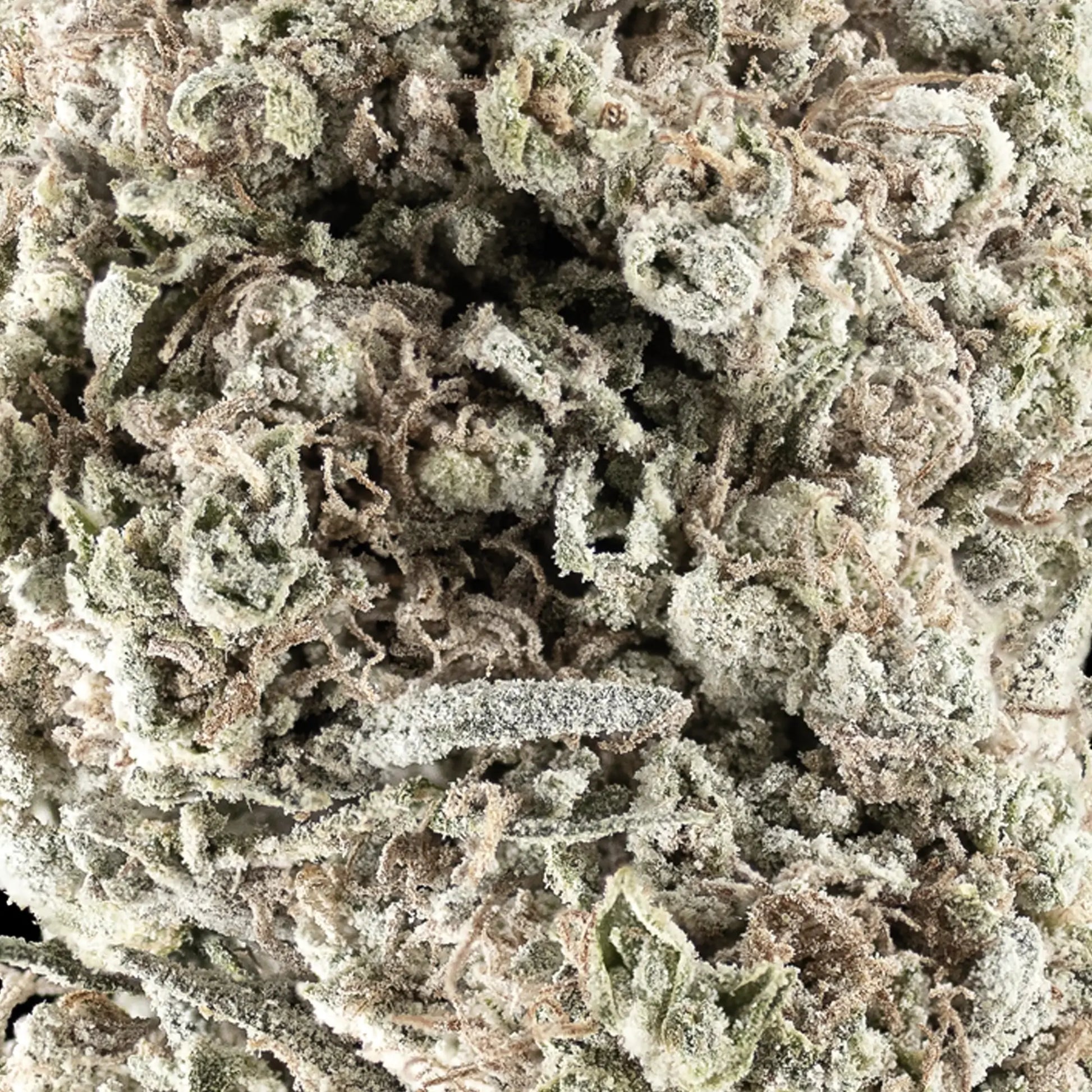 Close-up of N°1 Sativa bud showing green tones and frosted surface detail