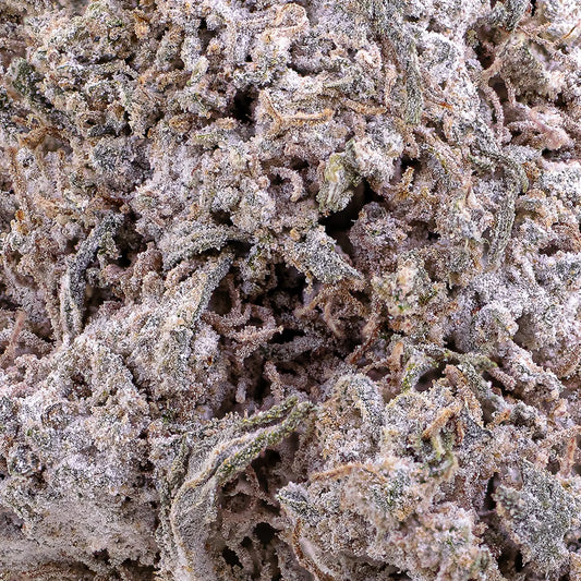 Close-up of Odense O.G. THCA bud showing frosted resin structure