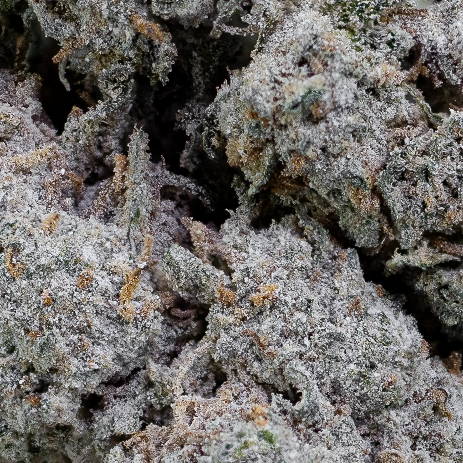 Close-up of Papaya Runtz bud showing frosty resin layer and compact formation