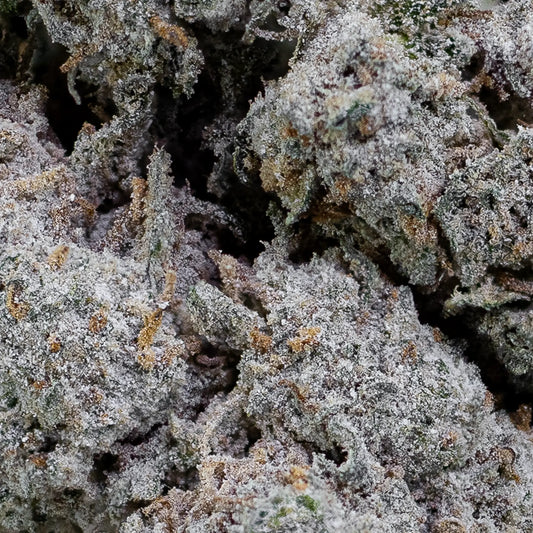 Close-up of Papaya Runtz bud showing frosty resin layer and compact formation