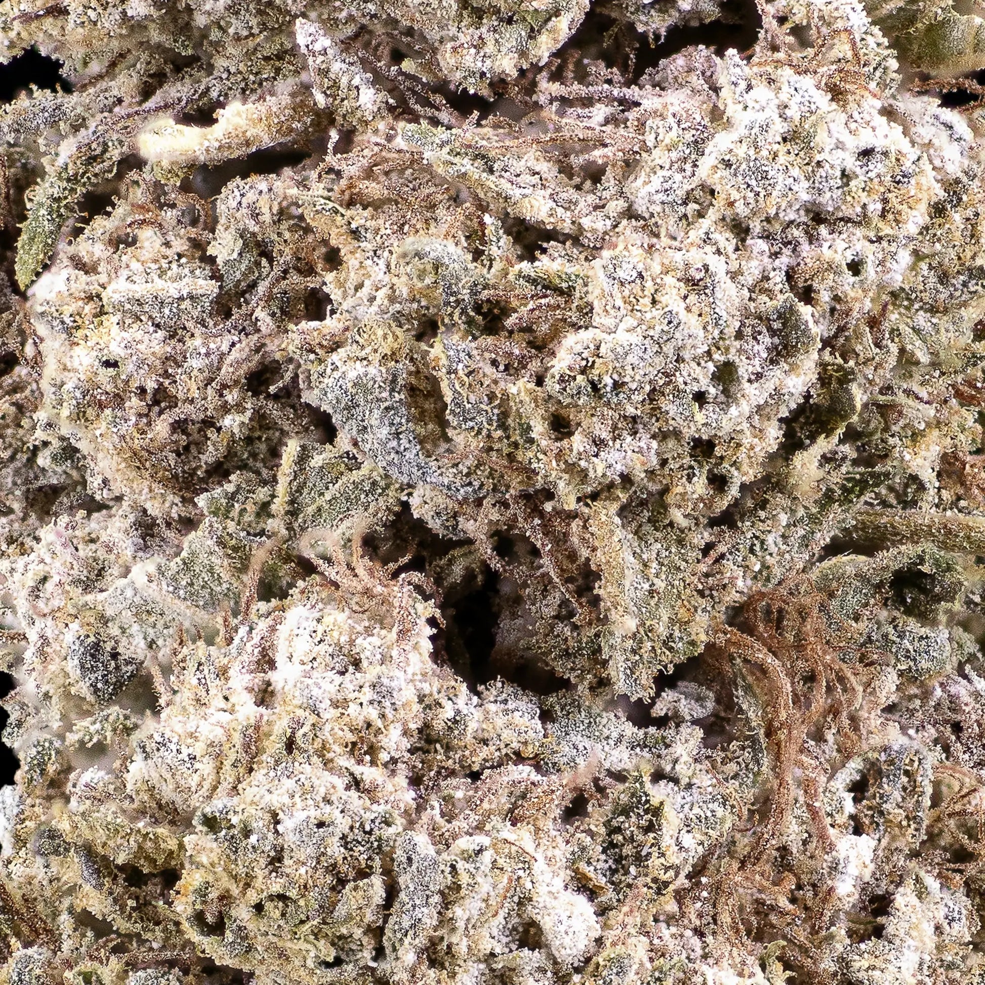 Close-up of Royal Gorilla THCA bud showing compact hybrid formation and copper pistils