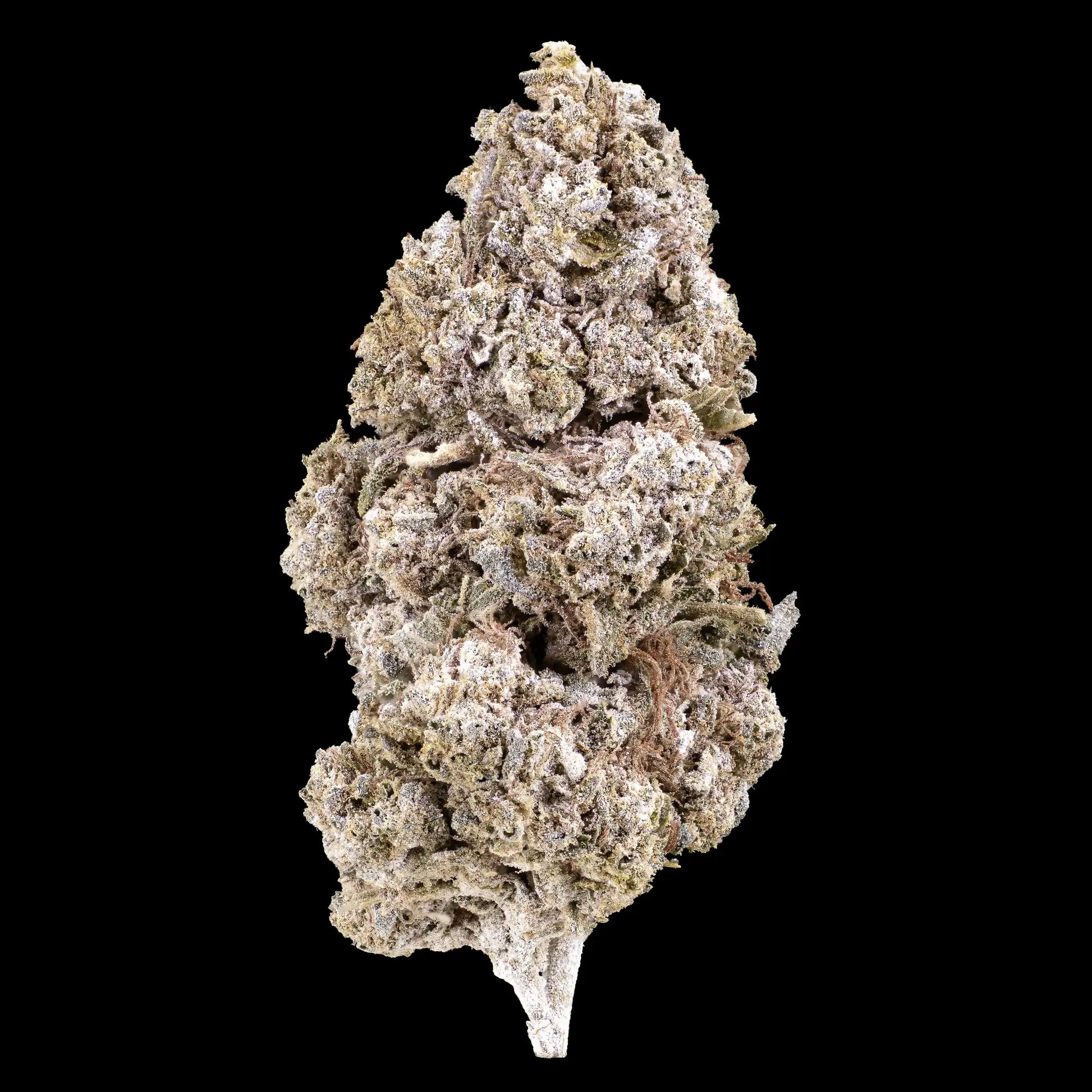 Royal Gorilla 24% THCA hydroponic indoor cannabis flower with dense resin structure