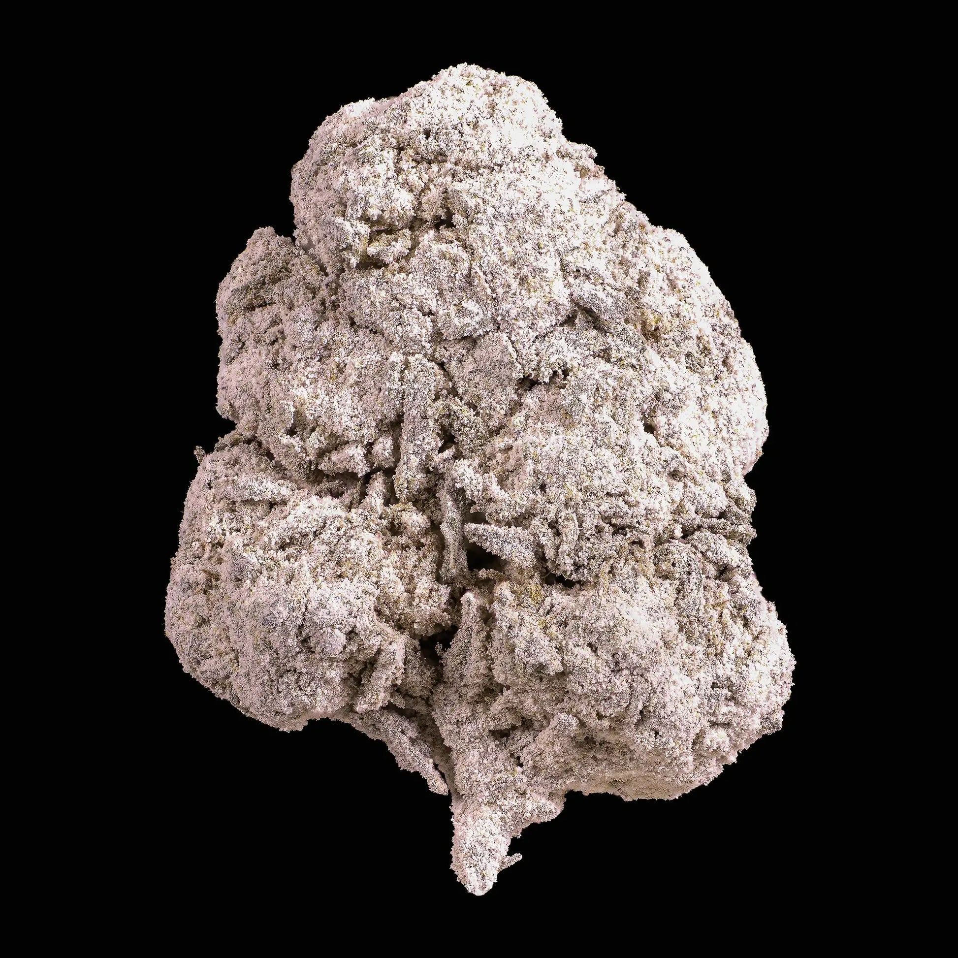 Skunk 1 25% THCA indoor flower with dense frosted surface and compact structure