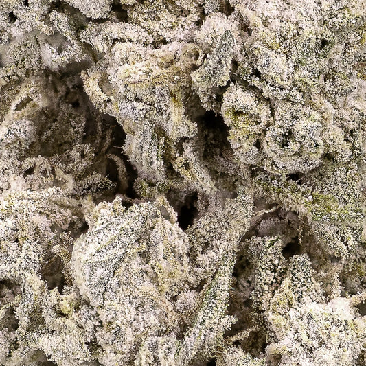 Close-up of Stockholm Special THCA bud showing dense structure and crystal detail