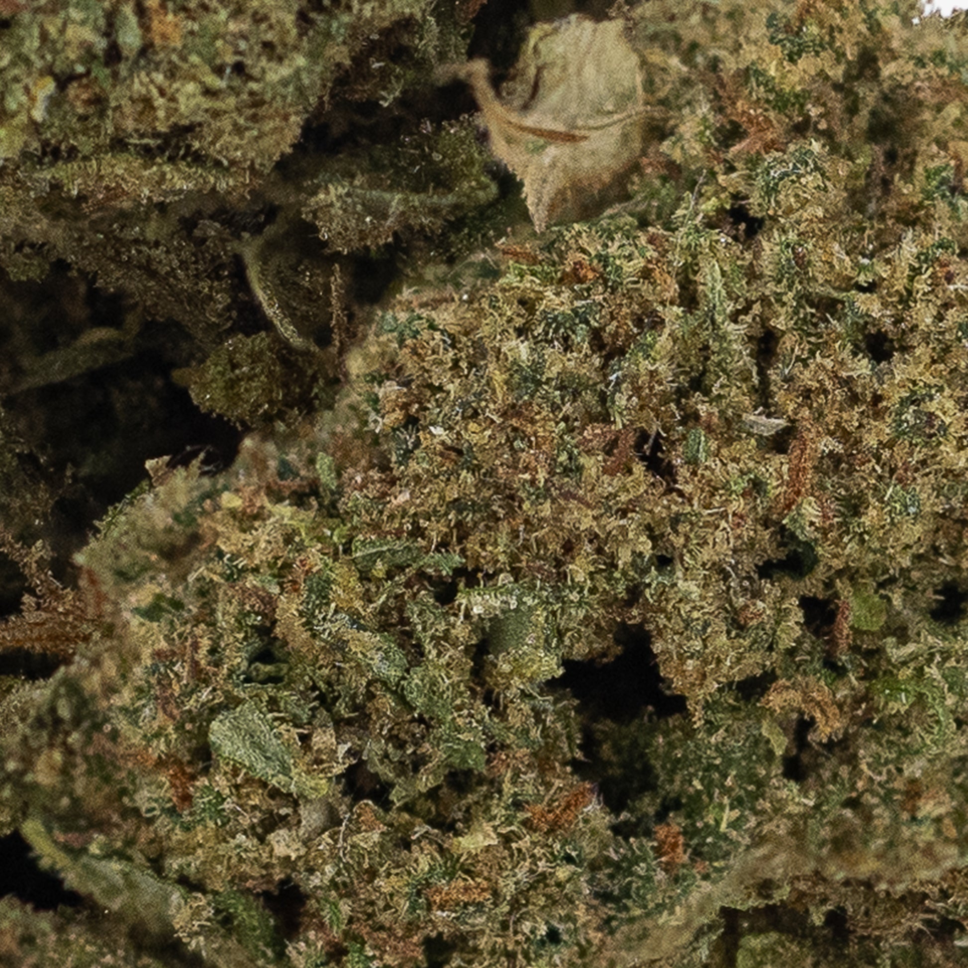 Et makrobillede af et tæt og trichomedækket CBD-topskud af sorten Ultra Sour med dybgrønne og orange nuancer, fotograferet mod hvid baggrund.